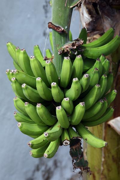 Puerto de la Cruz27.jpg